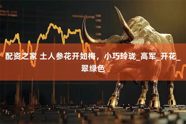 配资之家 土人参花开如梅，小巧玲珑_高军_开花_翠绿色